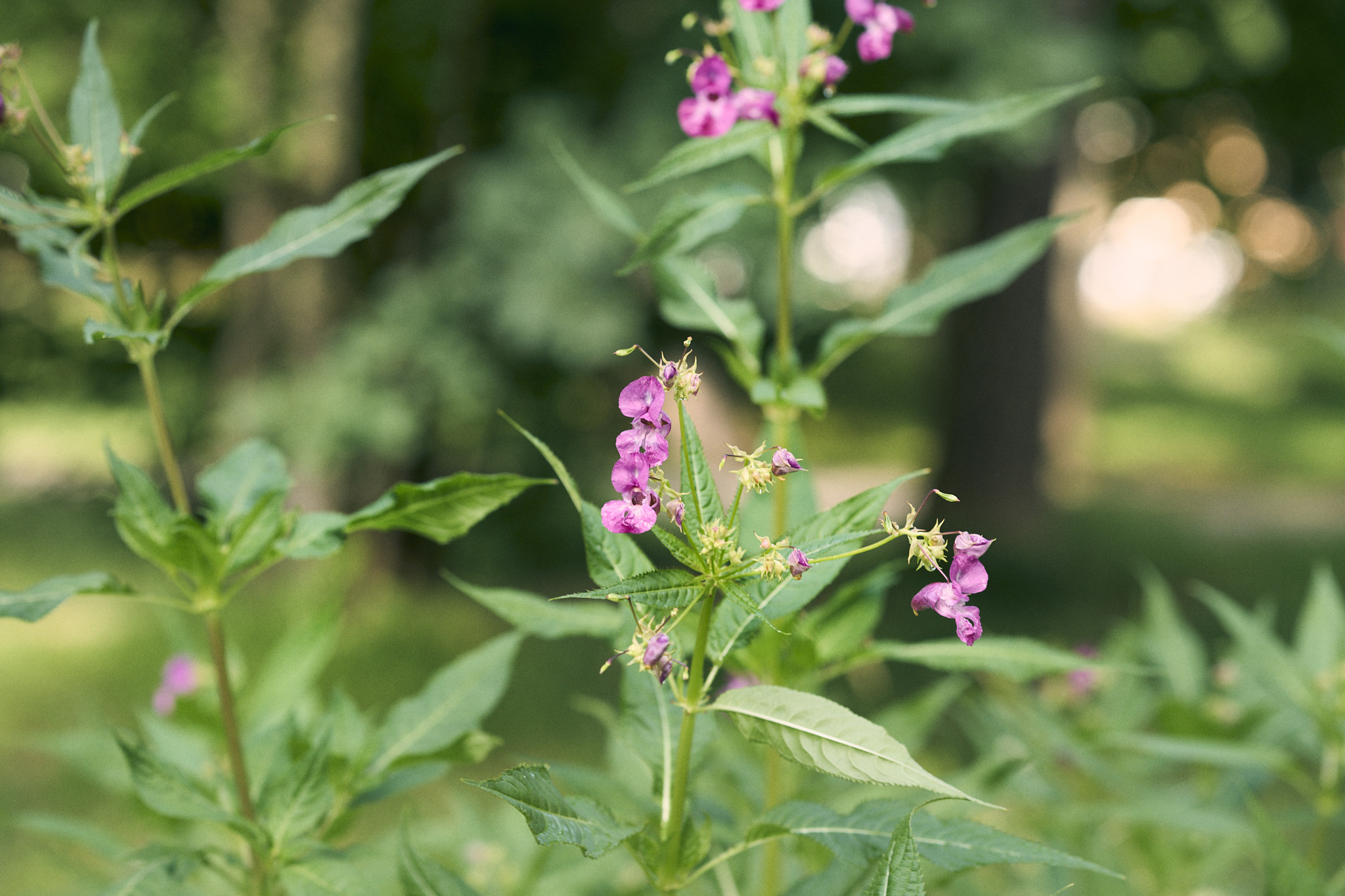 Nahaufnahme von rosa Blüten an einem stacheligen indischen Balsam-Pflanzenstängel.