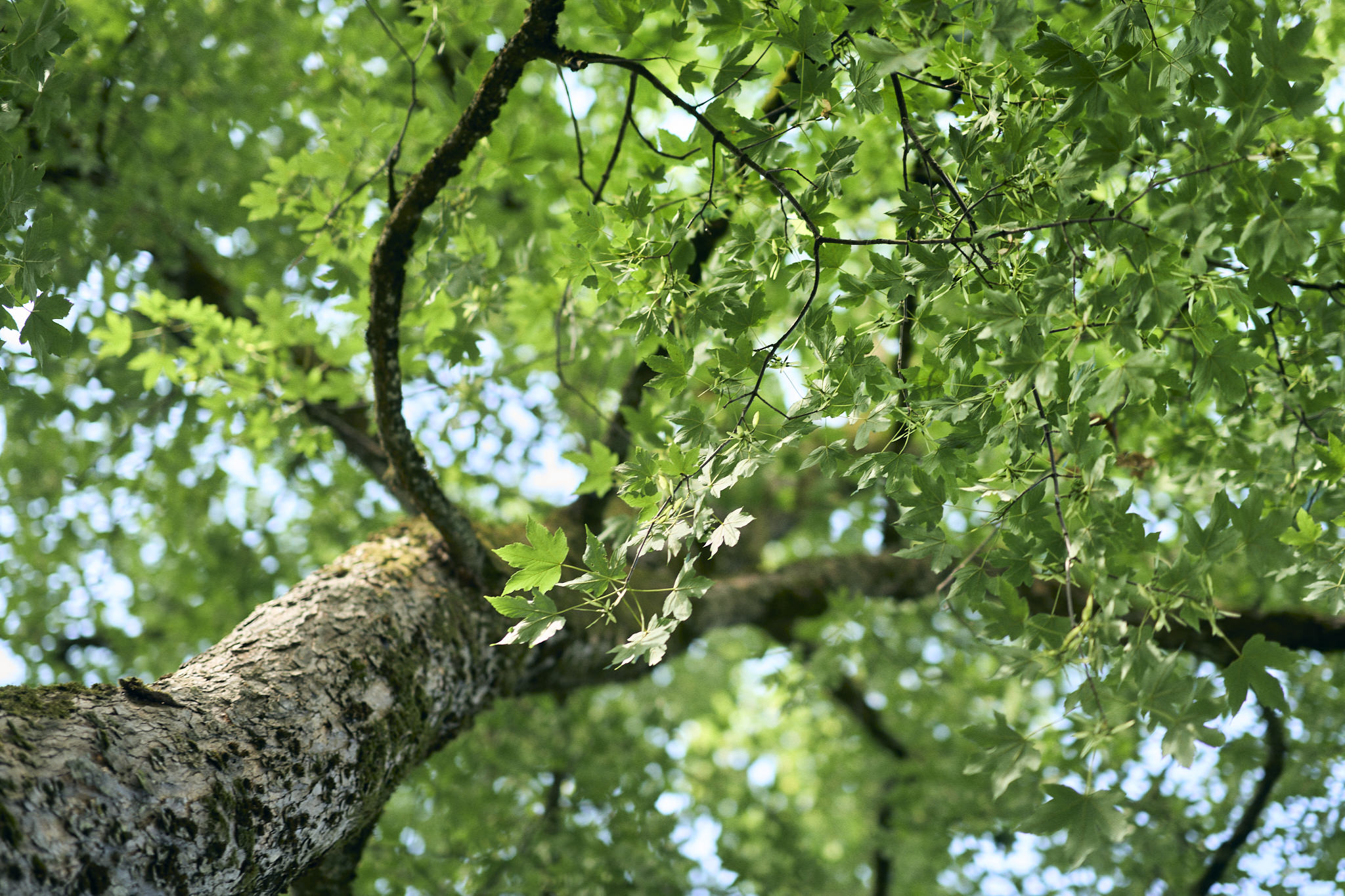 Grünes Blätterdach eines Baumes mit knorrigem Stamm im Sonnenlicht.