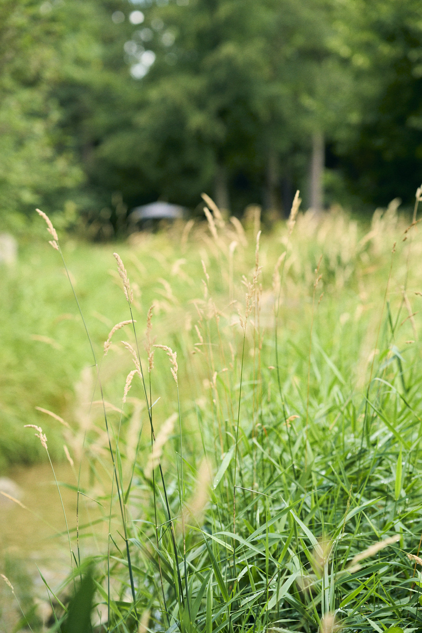 Hohes Gras und Schilf im Vordergrund, mit einem verschwommenen Bach und Bäumen im Hintergrund.