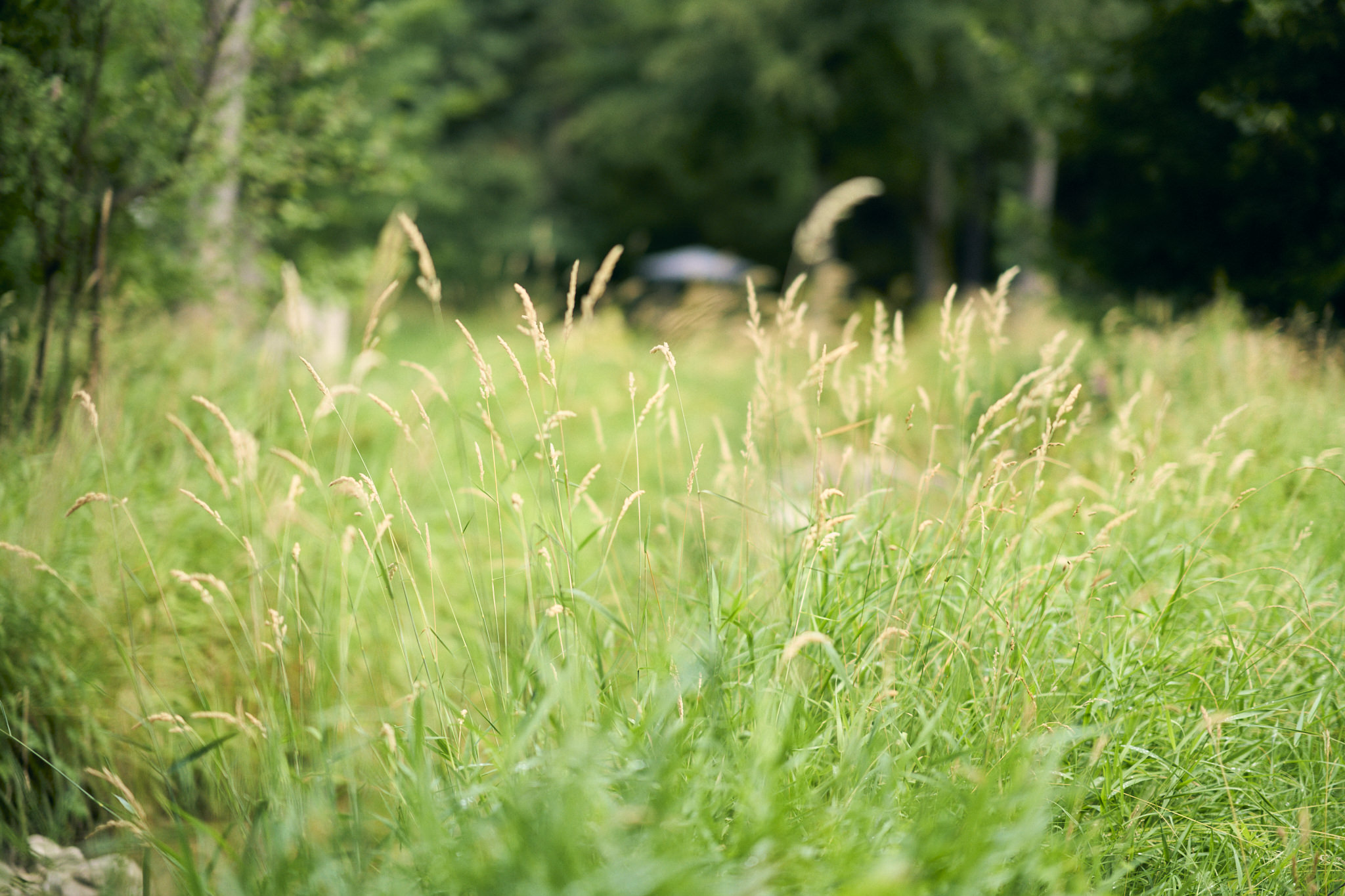 Eine üppige Sommerwiese mit hohen Gräsern und Ähren im sanften Licht.